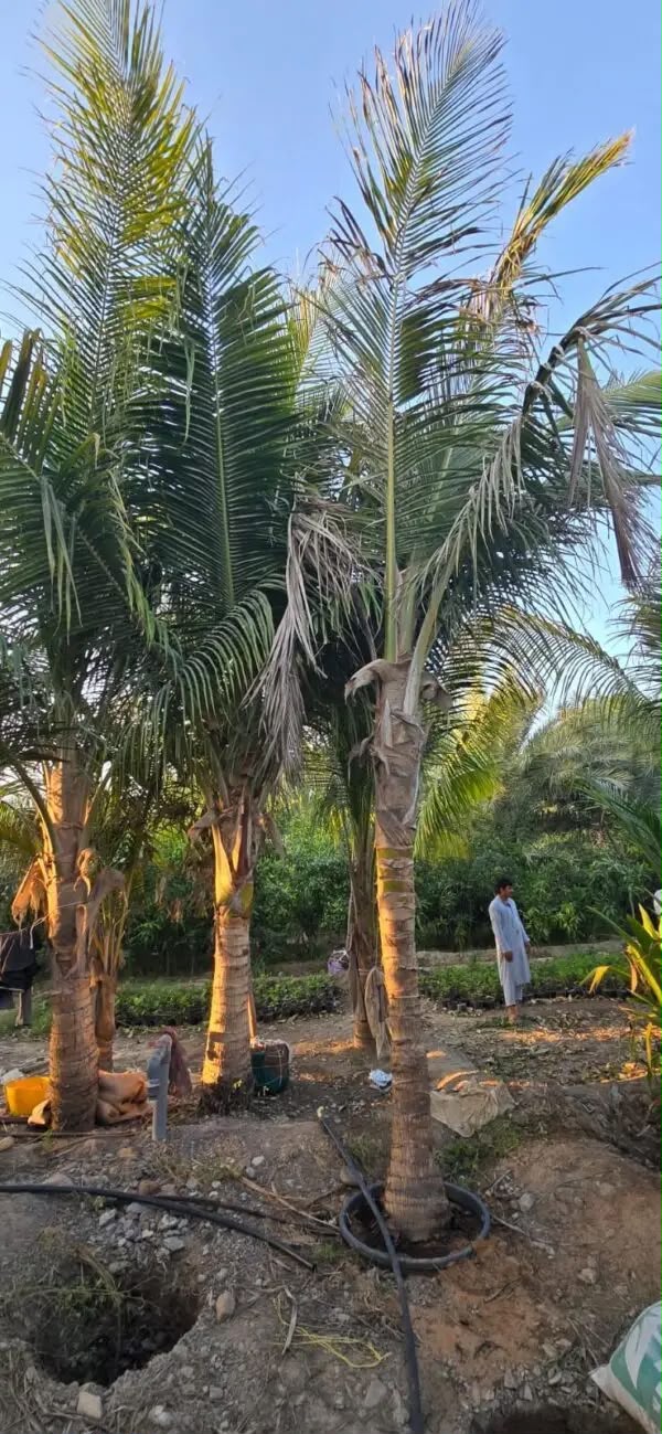 Palm Tree Landscaping Dubai