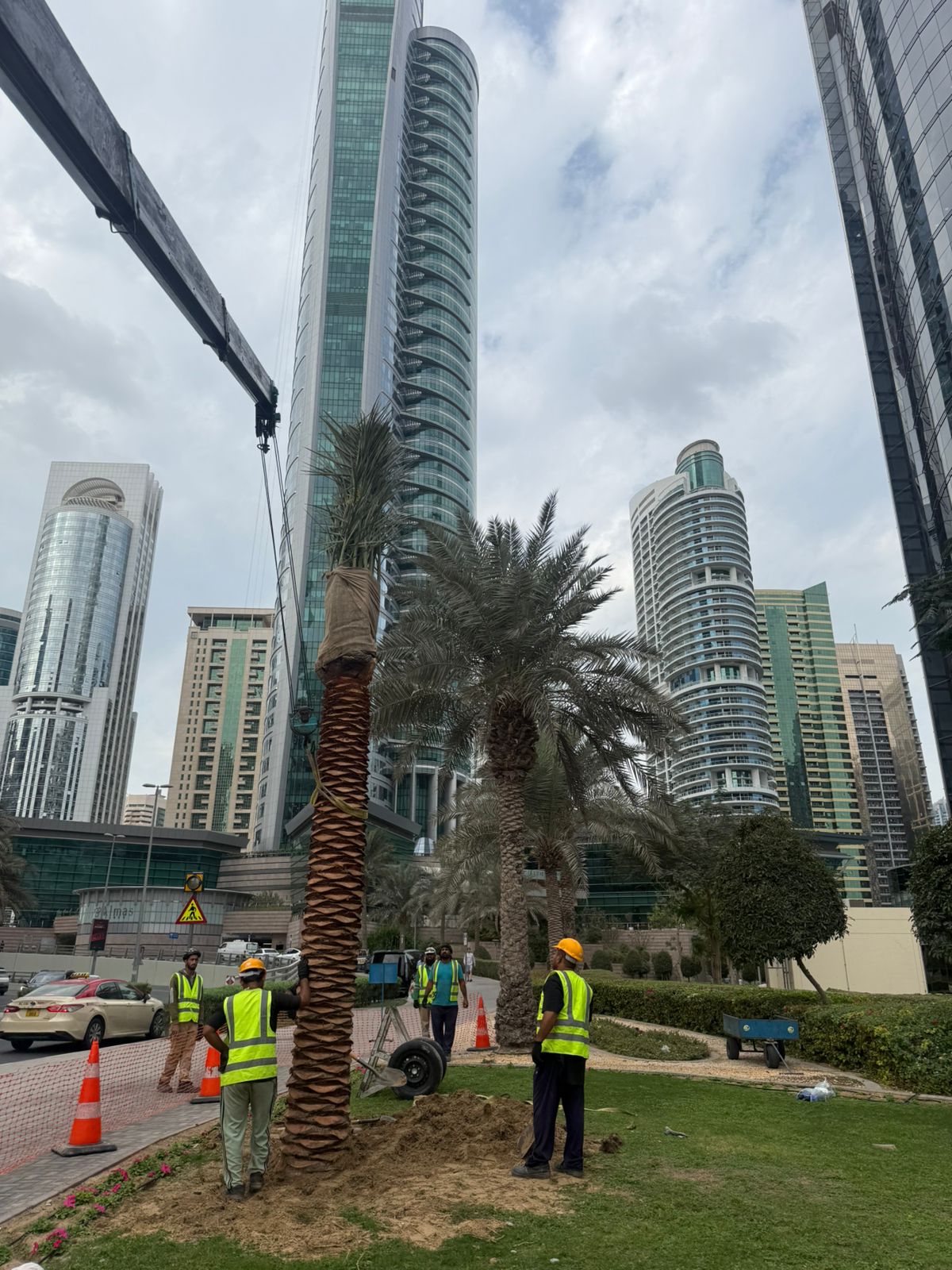 Palm Tree Landscaping Dubai