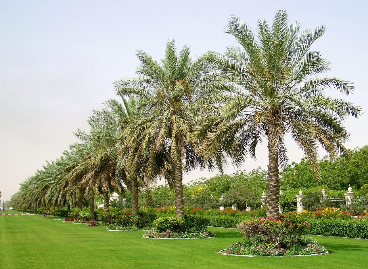 Palm Tree Landscaping Dubai