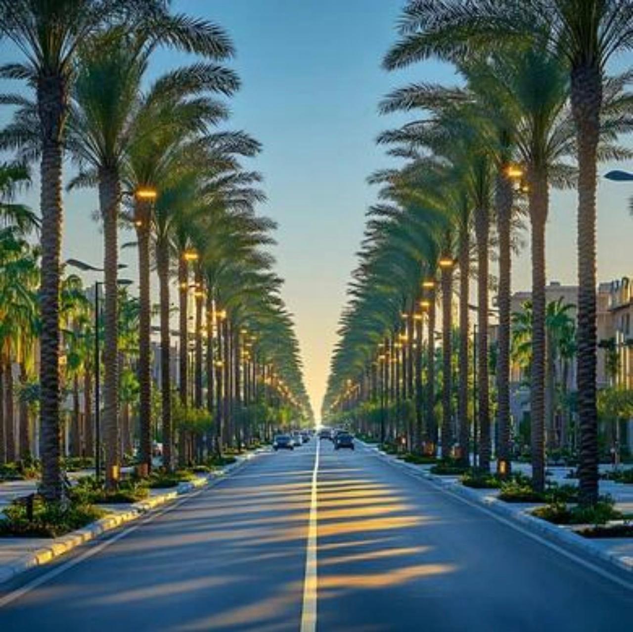 Palm Tree Landscaping Dubai