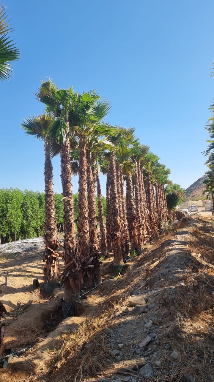 Washingtonia Tree Supply image 6