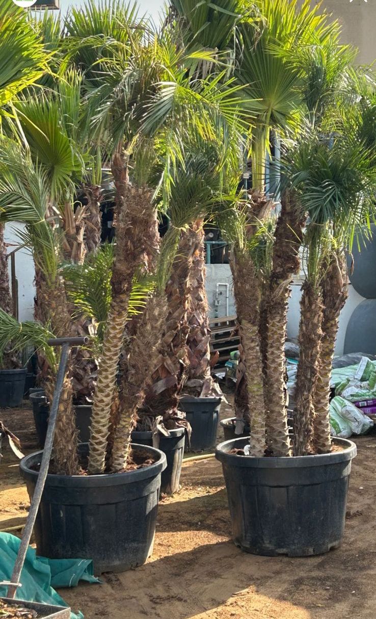 Wax Palm Supply image 1