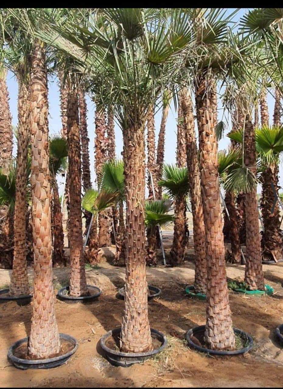 Wax Palm Supply image 4