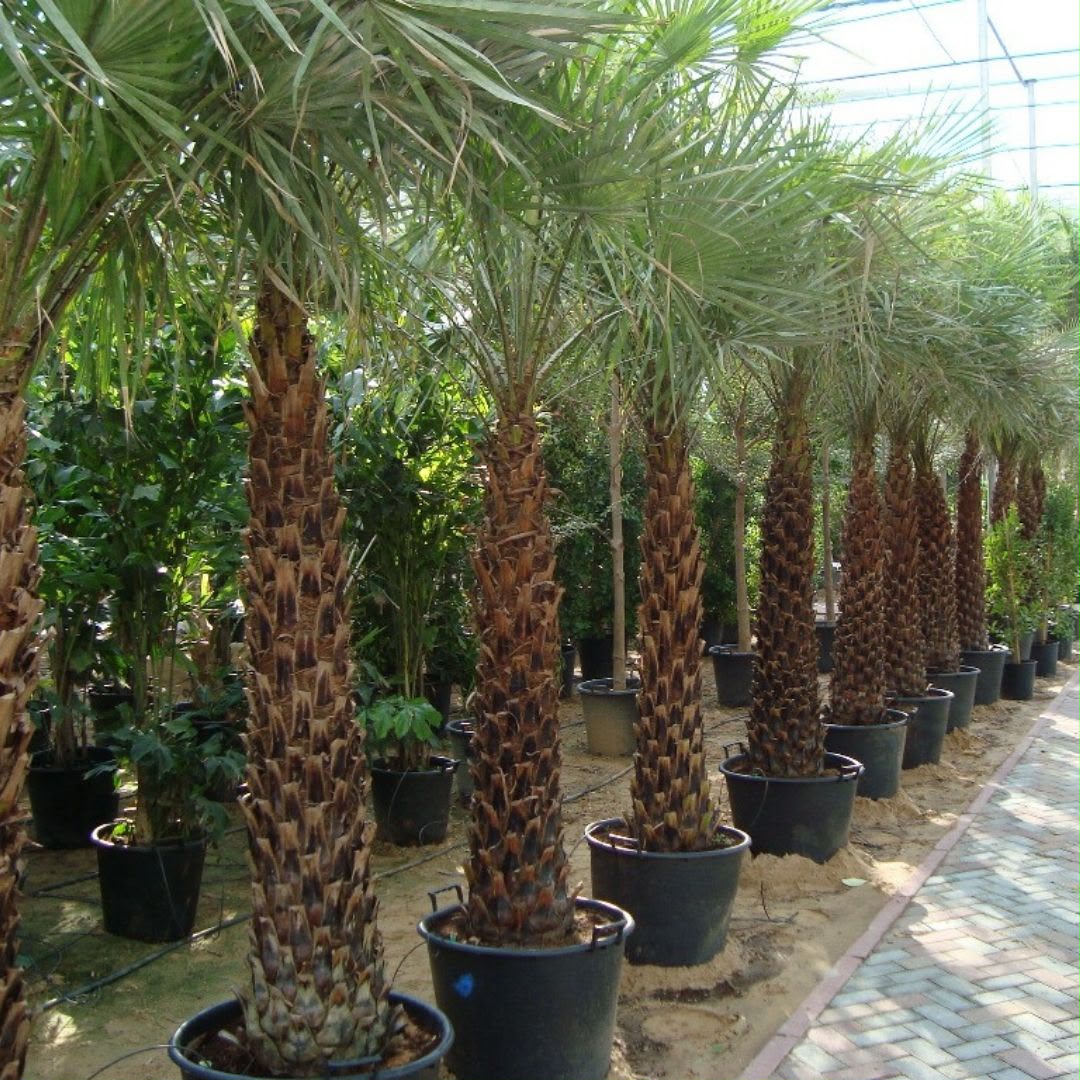 Palm Tree Landscaping Dubai